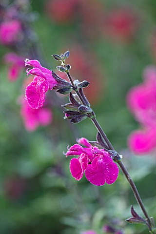 FORDE_ABBEY_SOMERSET_CLOSE_UP_PLANT_PORTRAIT_OF_THE_PINK_FLOWERS_OF_SALVIA_CERRO_POTOSI_FLOWERING_OC