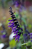 FORDE ABBEY, SOMERSET: CLOSE UP PLANT PORTRAIT OF THE DARK, DEEP, PURPLE, FLOWERS OF SALVIA ARMISTAD. FLOWERING, OCTOBER, AUTUMN, ANNUALS, FALL, PERENNIALS, SALVIAS, SAGES, SCENTED