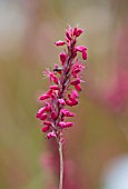 FORDE ABBEY, SOMERSET: CLOSE UP PLANT PORTRAIT OF THE PINK, RED FLOWERS OF PERSICARIA AMPLEXICAULIS FIREDANCE. FLOWERING, OCTOBER, AUTUMN, FALL, PERENNIALS