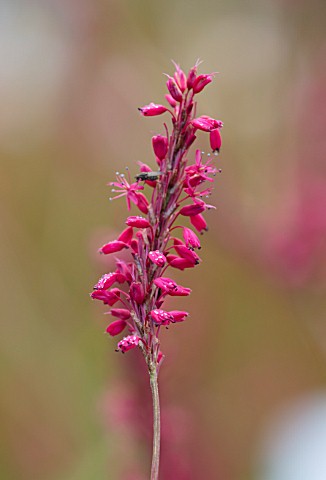 FORDE_ABBEY_SOMERSET_CLOSE_UP_PLANT_PORTRAIT_OF_THE_PINK_RED_FLOWERS_OF_PERSICARIA_AMPLEXICAULIS_FIR