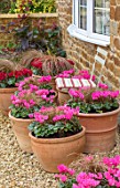 THE CONIFERS, OXFORDSHIRE: COURTYARD GARDEN, GRAVEL, CONTAINERS WITH CYCLAMEN ROSE, GRAVEL, PATIO, SEAT, CHAIR, COTTAGE, STYLE, AUTUMN, FALL, OCTOBER, TERRACOTTA