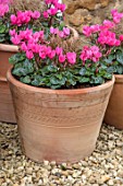 THE CONIFERS, OXFORDSHIRE: COURTYARD GARDEN, GRAVEL, CONTAINERS WITH CYCLAMEN ROSE, GRAVEL, PATIO, COTTAGE, STYLE, AUTUMN, FALL, OCTOBER, TERRACOTTA