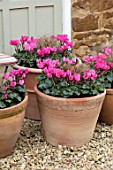 THE CONIFERS, OXFORDSHIRE: COURTYARD GARDEN, GRAVEL, CONTAINERS WITH CYCLAMEN ROSE, GRAVEL, PATIO, COTTAGE, STYLE, AUTUMN, FALL, OCTOBER, TERRACOTTA, DOOR, FRONT