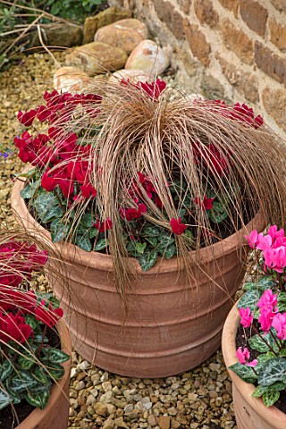 THE_CONIFERS_OXFORDSHIRE_COURTYARD_GARDEN_GRAVEL_CONTAINERS_WITH_CYCLAMEN_WINE_AND_CAREX_BUCHANANII_