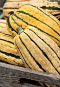 CLOSE UP PLANT PORTRAIT OF YELLOW, GREEN DELICATA SQUASH. EDIBLE, HARVEST, FOOD, CROP, HEALTHY, VEGETABLES, FALL, AUTUMNAL, AUTUMN