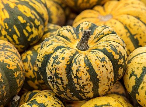 CLOSE_UP_PLANT_PORTRAIT_OF_YELLOW_GREEN_HARLEQUIN_SQUASH_EDIBLE_HARVEST_FOOD_CROP_HEALTHY_VEGETABLES