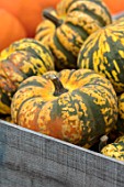 CLOSE UP PLANT PORTRAIT OF YELLOW, GREEN HARLEQUIN SQUASH. EDIBLE, HARVEST, FOOD, CROP, HEALTHY, VEGETABLES, FALL, AUTUMNAL, AUTUMN