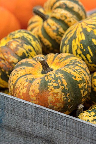 CLOSE_UP_PLANT_PORTRAIT_OF_YELLOW_GREEN_HARLEQUIN_SQUASH_EDIBLE_HARVEST_FOOD_CROP_HEALTHY_VEGETABLES