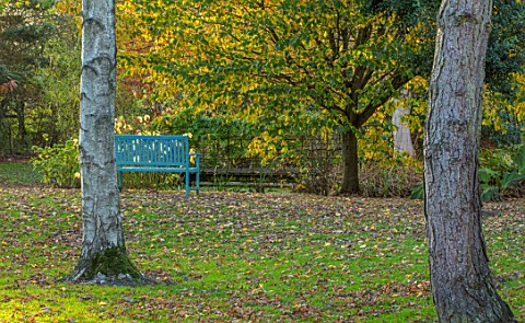 BLUEBELL_ARBORETUM_AND_NURSERY_DERBYSHIRE_AUTUMN_FALL_COLOURS_WITH_BLUE_SEAT_BENCH_OCTOBER_TREES_LEA