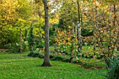 BLUEBELL ARBORETUM AND NURSERY, DERBYSHIRE: AUTUMN, FALL COLOURS, HYDRANGEAS, LAWN, OCTOBER, TREES, LEAVES