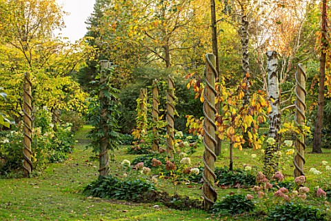 BLUEBELL_ARBORETUM_AND_NURSERY_DERBYSHIRE_AUTUMN_FALL_COLOURS_HYDRANGEAS_LAWN_OCTOBER_TREES_LEAVES