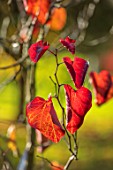 BLUEBELL ARBORETUM AND NURSERY, DERBYSHIRE: CLOSE UP PLANT PORTRAIT OF THE RED LEAVES OF CERCIS CANADENSIS MERLOT. FALL, AUTUMN, AUTUMNAL, TREES, SHRUBS