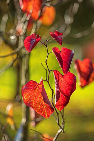 BLUEBELL_ARBORETUM_AND_NURSERY_DERBYSHIRE_CLOSE_UP_PLANT_PORTRAIT_OF_THE_RED_LEAVES_OF_CERCIS_CANADE