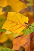 BLUEBELL ARBORETUM AND NURSERY, DERBYSHIRE: CLOSE UP PLANT PORTRAIT OF THE YELLOW LEAF, LEAVES OF TULIP TREE - LIRIODENDRON TULIPIFERA. FALL, AUTUMN, AUTUMNAL, TREES, SHRUBS