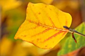 BLUEBELL ARBORETUM AND NURSERY, DERBYSHIRE: CLOSE UP PLANT PORTRAIT OF THE YELLOW LEAF, LEAVES OF TULIP TREE - LIRIODENDRON TULIPIFERA. FALL, AUTUMN, AUTUMNAL, TREES, SHRUBS