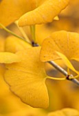 BLUEBELL ARBORETUM AND NURSERY, DERBYSHIRE: CLOSE UP PLANT PORTRAIT OF THE YELLOW LEAVES OF GINGKO BILOBA BEIJING GOLD. FALL, AUTUMN, AUTUMNAL, DECIDUOUS, FOLIAGE
