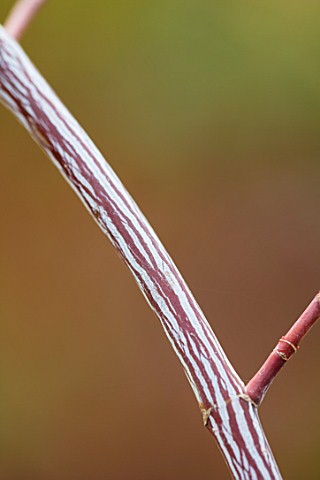 BLUEBELL_ARBORETUM_AND_NURSERY_DERBYSHIRE_CLOSE_UP_PLANT_PORTRAIT_OF_RED_WHITE_STRIPED_BARK_OF_ACER_