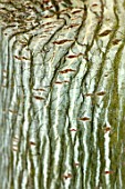 BLUEBELL ARBORETUM AND NURSERY, DERBYSHIRE: CLOSE UP PLANT PORTRAIT OF GREEN, WHITE STRIPED BARK OF ACER TEGMENTOSUM. FALL, AUTUMN, AUTUMNAL, TRUNKS, MAPLES, SNAKEBARK, ABSTRACT