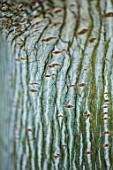 BLUEBELL ARBORETUM AND NURSERY, DERBYSHIRE: CLOSE UP PLANT PORTRAIT OF GREEN, WHITE STRIPED BARK OF ACER TEGMENTOSUM. FALL, AUTUMN, AUTUMNAL, TRUNKS, MAPLES, SNAKEBARK, ABSTRACT
