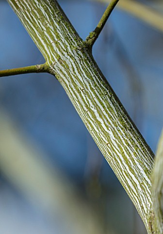 BLUEBELL_ARBORETUM_AND_NURSERY_DERBYSHIRE_CLOSE_UP_PLANT_PORTRAIT_OF_GREEN_WHITE_STRIPED_BARK_OF_ACE