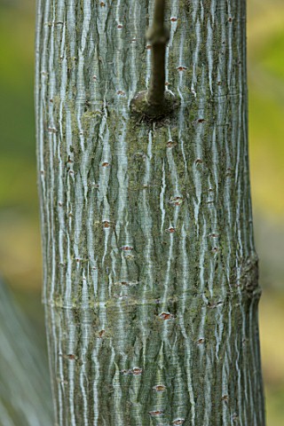 BLUEBELL_ARBORETUM_AND_NURSERY_DERBYSHIRE_CLOSE_UP_PLANT_PORTRAIT_OF_GREEN_WHITE_STRIPED_BARK_OF_ACE