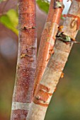BLUEBELL ARBORETUM AND NURSERY, DERBYSHIRE: CLOSE UP PLANT PORTRAIT OF THE BROWN, COPPER, ORANGE, CREAM, WHITE BARK OF BETULA RED PANDA . TREES, TRUNKS, AUTUMNAL, FALL, PEELING