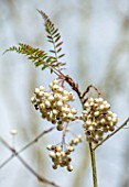 BLUEBELL ARBORETUM AND NURSERY, DERBYSHIRE: CLOSE UP PLANT PORTRAIT OF THE WHITE BERRIES OF SORBUS EBURNEA. COMPACT, ROWAN, TREES, SHRUBS, OCTOBER, FALL, AUTUMNAL, FRUITS