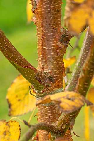 BLUEBELL_ARBORETUM_AND_NURSERY_DERBYSHIRE_CLOSE_UP_PLANT_PORTRAIT_OF_THE_BROWN_GOLDEN_BARK_OF_BETULA