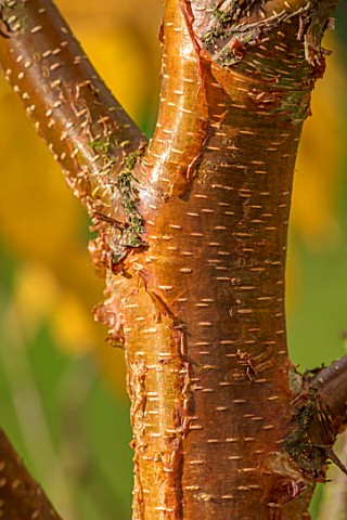 BLUEBELL_ARBORETUM_AND_NURSERY_DERBYSHIRE_CLOSE_UP_PLANT_PORTRAIT_OF_THE_BROWN_GOLDEN_BARK_OF_BETULA