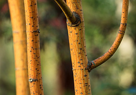 BLUEBELL_ARBORETUM_AND_NURSERY_DERBYSHIRE_CLOSE_UP_PLANT_PORTRAIT_OF_THE_BROWN_COPPER_ORANGE_BARK_OF