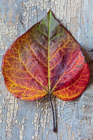 STILL_LIFE_ARRANGEMENT_OF_AUTUMN_FALL_LEAF_OF_CERCIS_CANADENSIS_RUBY_FALLS_LEAVES_SHRUBS_COLOUR_OCTO