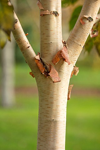 BLUEBELL_ARBORETUM_AND_NURSERY_DERBYSHIRE_CLOSE_UP_PLANT_PORTRAIT_OF_PINK_BROWN_CREAM_BARK_OF_BETULA