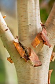 BLUEBELL ARBORETUM AND NURSERY, DERBYSHIRE: CLOSE UP PLANT PORTRAIT OF PINK, BROWN, CREAM BARK OF BETULA PINK CHAMPAGNE, TREES, TRUNKS, AUTUMNAL, FALL