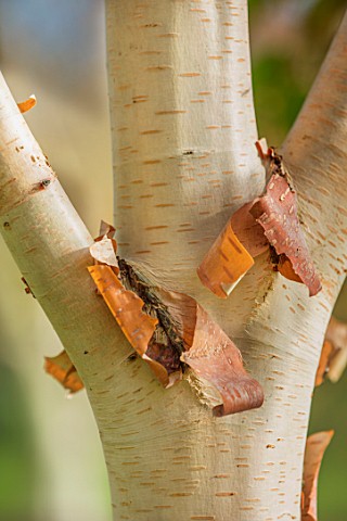 BLUEBELL_ARBORETUM_AND_NURSERY_DERBYSHIRE_CLOSE_UP_PLANT_PORTRAIT_OF_PINK_BROWN_CREAM_BARK_OF_BETULA