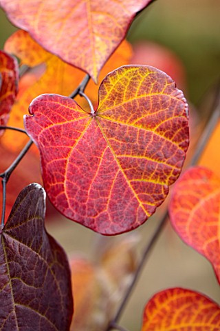 CLOSE_UP_PLANT_PORTRAIT_OF_THE_RED_LEAVES_OF_CERCIS_CANADENSIS_RUBY_FALLS_FALL_LEAVES_AUTUMN_OCTOBER