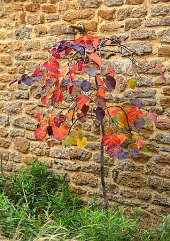 CERCIS_CANADENSIS_RUBY_FALLS_FALL_LEAVES_AUTUMN_OCTOBER_SHRUBS_TREEES_FOLIAGE