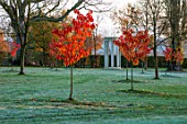 MORTON HALL, WORCESTERSHIRE: AUTUMN, FALL: LAWN, MEADOW WITH MONOPTEROS, PRUNUS SHIZUKA FRAGRANT CLOUD. CHERRY, CHERRIES, FROST, MORNING, DAWN