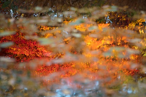 MORTON_HALL_WORCESTERSHIRE_AUTUMN_FALL__MAPLE_TREE_REFLECTIONS_IN_LOWER_POND_IN_STROLL_GARDEN_AUTUMN