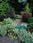 TOWN GARDEN WITH PATH OF RAILWAY SLEEPERS & GRAVEL SURROUNDED BY EVERGREEN SHRUBS. DESIGNER: JILL BILLINGTON