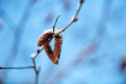 MORTON_HALL_WORCESTERSHIRE_WINTER__CLOSE_UP_PLANT_PORTRAIT_OF_THE_CATKINS_OF_BETULA_ALBOSINENSIS_FAS