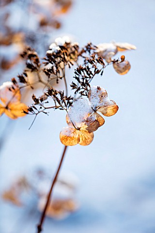 MORTON_HALL_WORCESTERSHIRE_WINTER__CLOSE_UP_PLANT_PORTRAIT_OF_THE_FADED_BROWN_FLOWERS_OF_HYDRANGEA_S