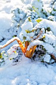 MORTON HALL, WORCESTERSHIRE: WINTER - CLOSE UP PLANT PORTRAIT OF SNOW COVERED RUBY CHARD IN THE POTAGER, KITCHEN GARDEN. FROST, DECEMBER