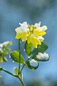 MORTON HALL, WORCESTERSHIRE: WINTER - CLOSE UP PLANT PORTRAIT OF THE YELLOW FLOWERS OF CORONILLA VALENTINA SUBSP. GLAUCA CITRINA IN FROST. SNOW, DECEMBER, PETALS