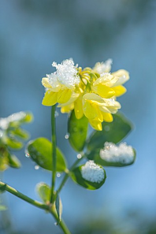 MORTON_HALL_WORCESTERSHIRE_WINTER__CLOSE_UP_PLANT_PORTRAIT_OF_THE_YELLOW_FLOWERS_OF_CORONILLA_VALENT