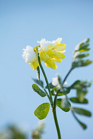 MORTON_HALL_WORCESTERSHIRE_WINTER__CLOSE_UP_PLANT_PORTRAIT_OF_THE_YELLOW_FLOWERS_OF_CORONILLA_VALENT