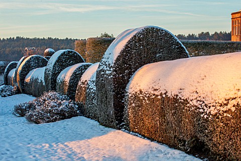FELLEY_PRIORY_NOTTINGHAMSHIRE_WINTER__SNOW_CLIPPED_TOPIARY_HEDGE_HEDGING_LAVENDER_SUNRISE_DAWN_DECEM