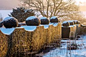 FELLEY PRIORY, NOTTINGHAMSHIRE: WINTER - SNOW. CLIPPED, TOPIARY, YEW, HEDGES, HEDGING, SUNRISE, DAWN, DECEMBER, ENGLISH, COUNTRY, GARDEN, TAXUS, FROST, FROSTY, COLD