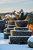 FELLEY PRIORY, NOTTINGHAMSHIRE: WINTER - SNOW. CLIPPED, TOPIARY, YEW, PEACOCKS, SUNRISE, DAWN, DECEMBER, ENGLISH, COUNTRY, GARDEN, TAXUS, FROST, FROSTY, COLD