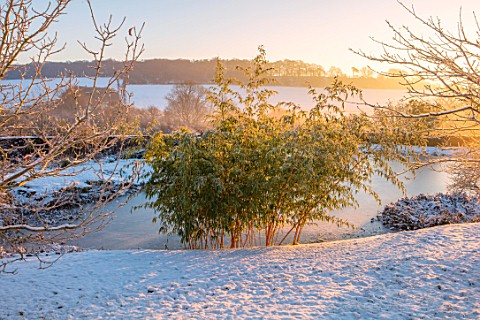FELLEY_PRIORY_NOTTINGHAMSHIRE_WINTER__SNOW_LAKE_POND_POOL_BAMBOO_SUNRISE_DAWN_DECEMBER_ENGLISH_COUNT