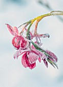 FELLEY PRIORY, NOTTINGHAMSHIRE: WINTER - CLOSE UP PLANT PORTRAIT OF SNOW ON PINK FLOWER OF SCHIZOSTYLIS COCCINEA, KAFFIR, LILY, FROSTED, SNOWY, DECEMBER